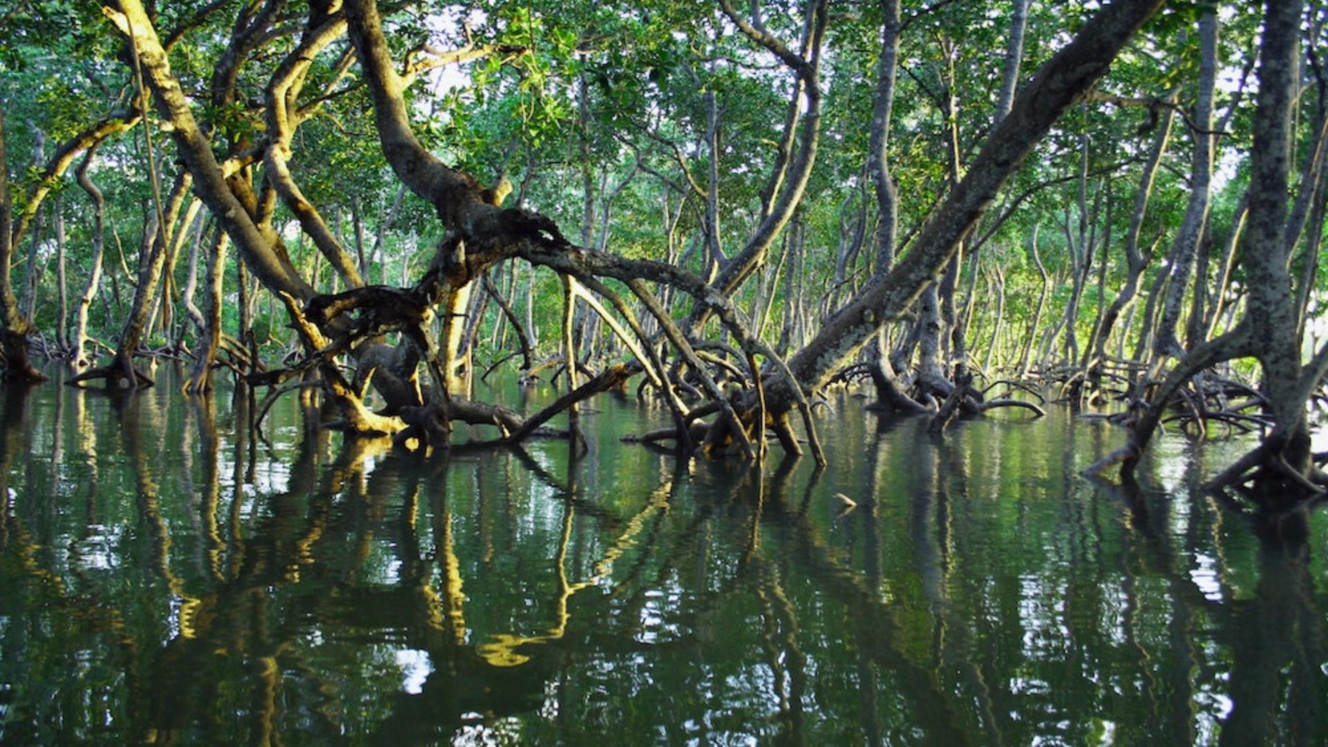 Dissemination of Innovative Experiences - Mangroves and Territories