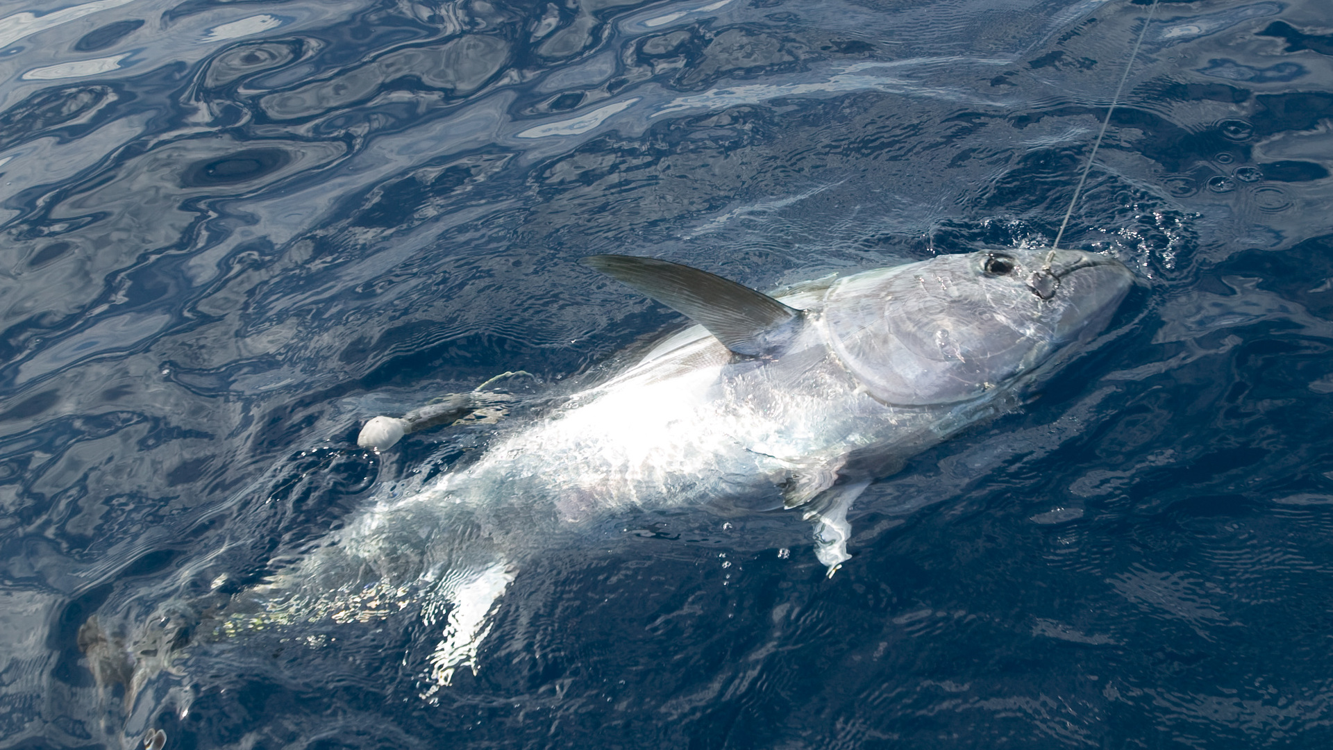 The Bluefin Tuna: save the Mediterranean bluefin tuna from ecological extinction