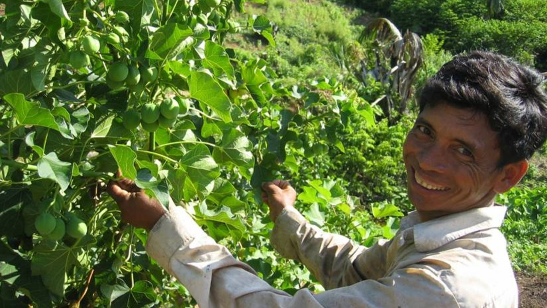 Energy recovery from the production of jatropha in the Koutiala region