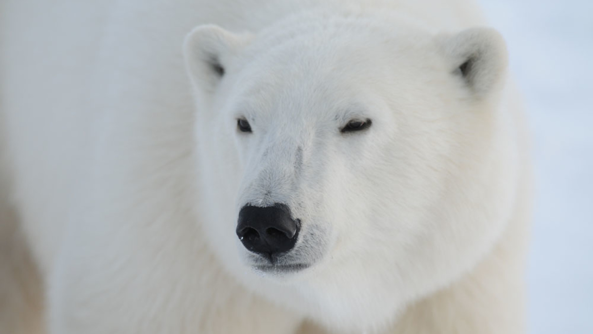 The polar bear:
