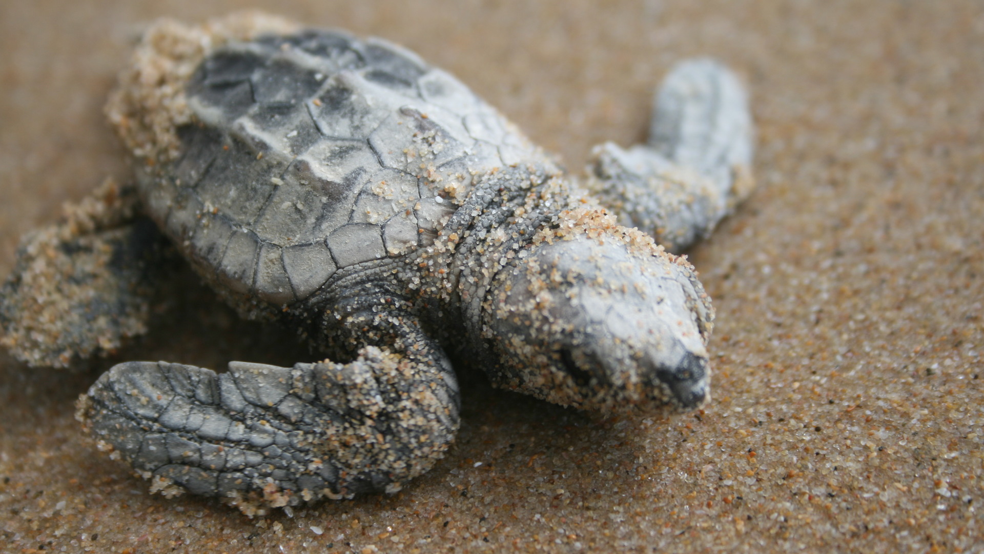 Protection des tortues de mer de la réserve partielle de Ponta Ouro