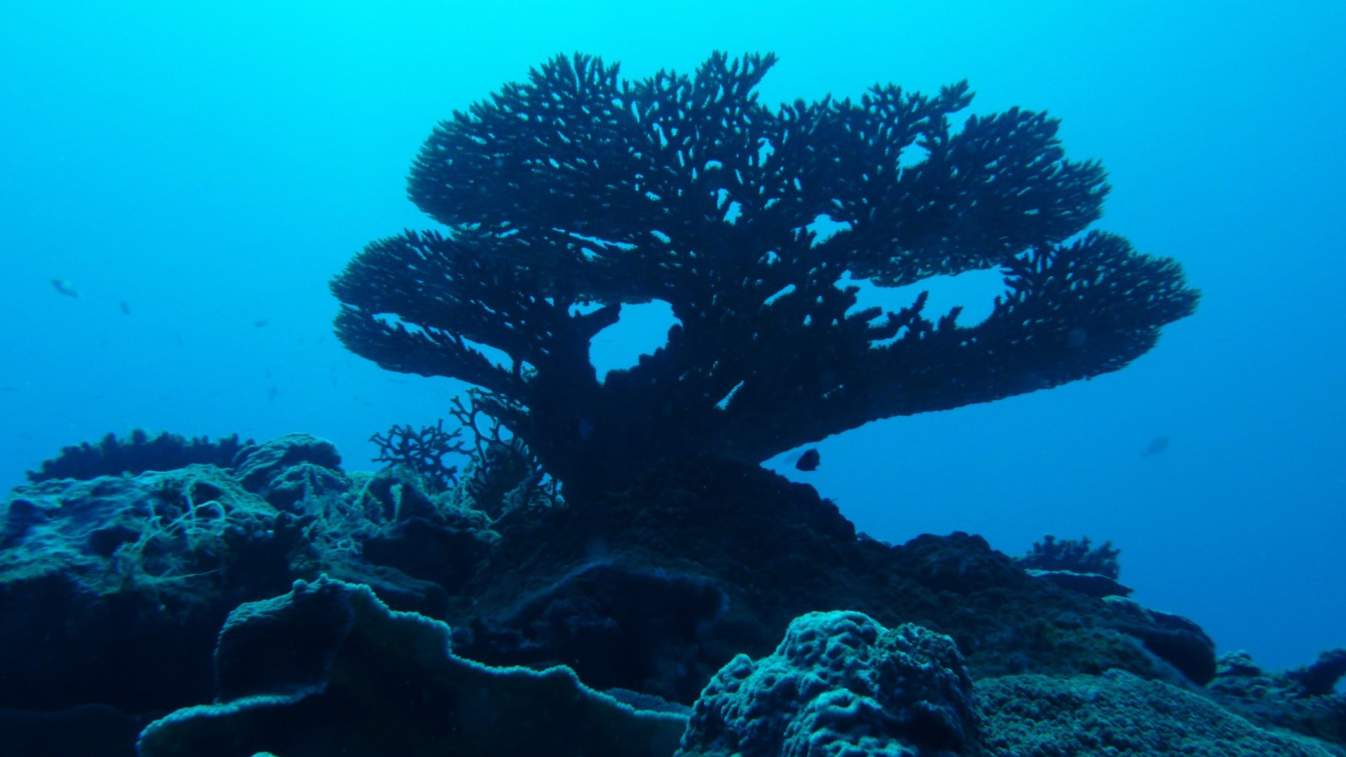 De la science aux solutions : acidification des océans sur les barrières de corail