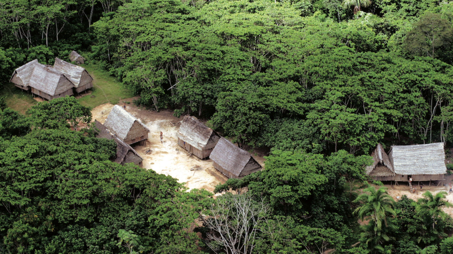 Des bases de données sur la biodiversité des forêts tropicales pour une conservation fondée sur des données probantes 