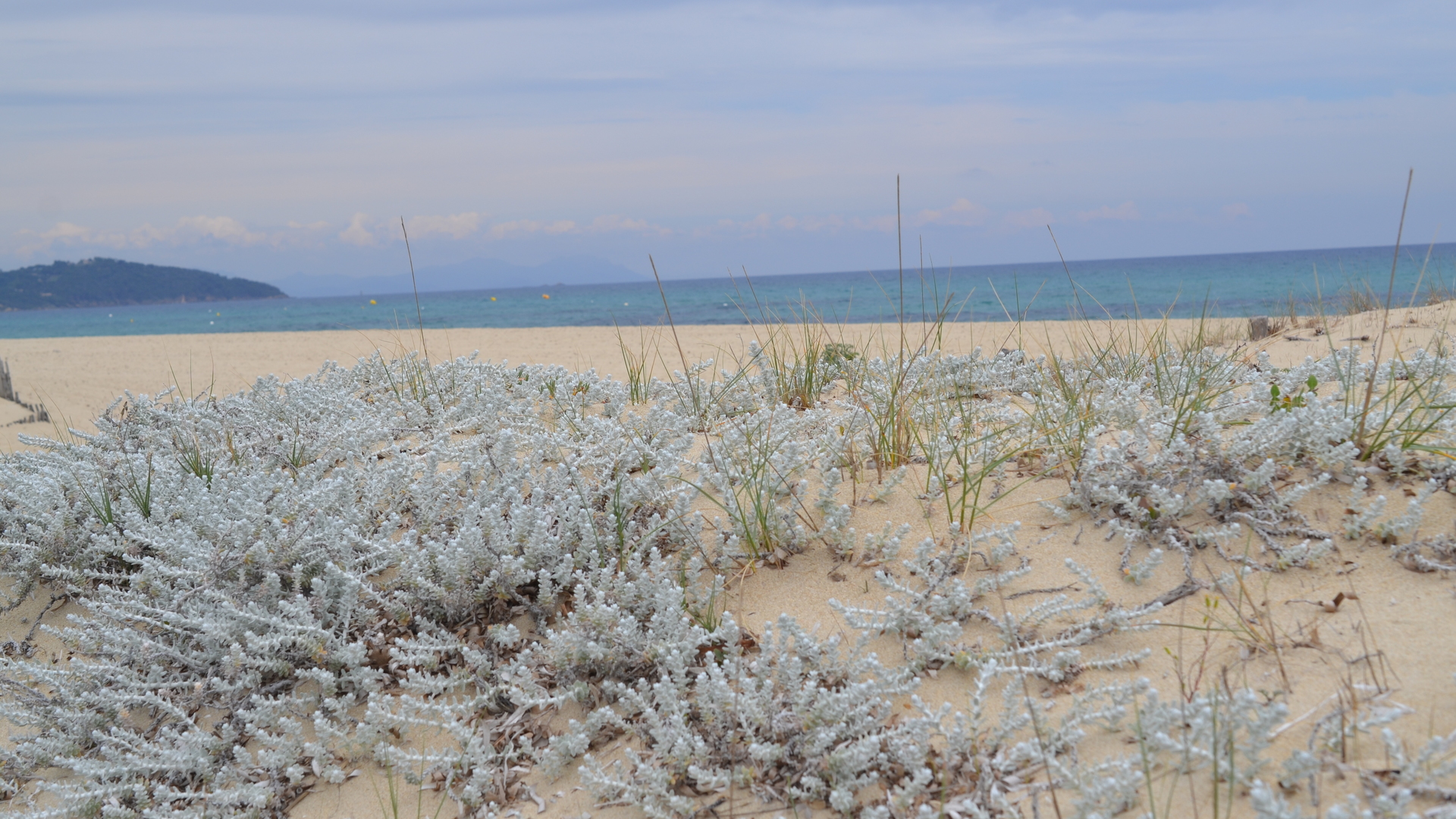 SCROPHULARIA Operational Network Conservation Strategy for Plants and