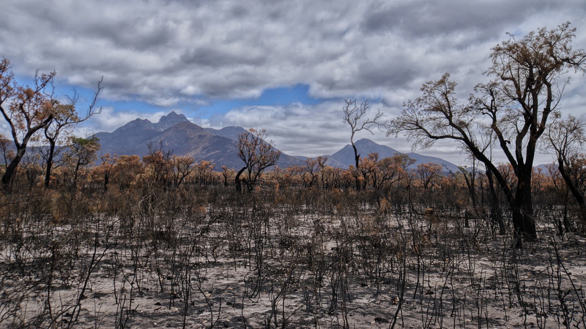 Restauration de l'habitat de la faune sauvage touché par les feux sur Kangaroo Island 