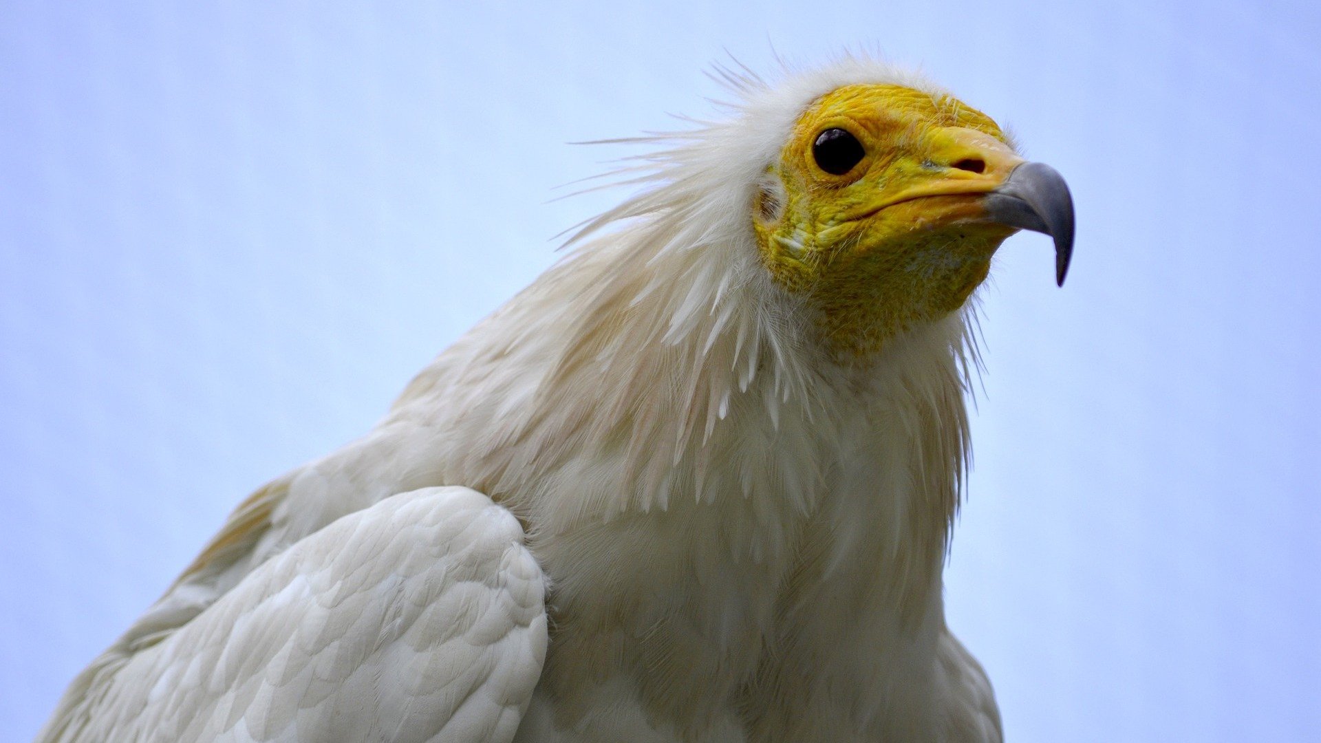 De-equipping of unauthorised climbing routes to ensure the reproduction of the Egyptian vulture in the Luberon