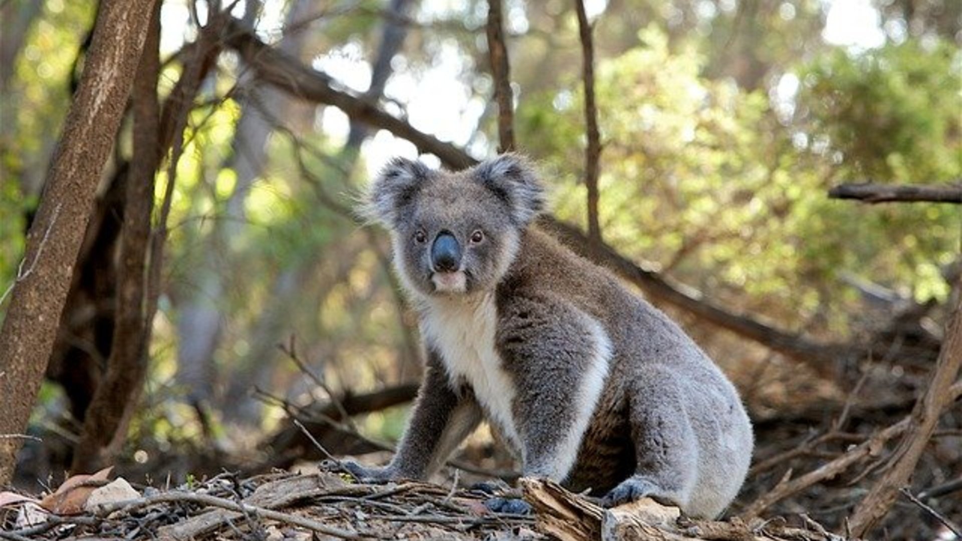 The Golden Children – instaurer une assurance pour les koalas en Australie 