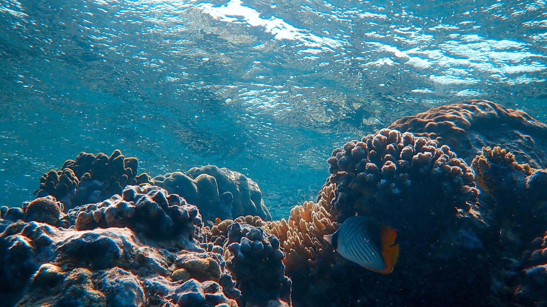 Quelle aquaculture pour quelles aires marines protégées ?
