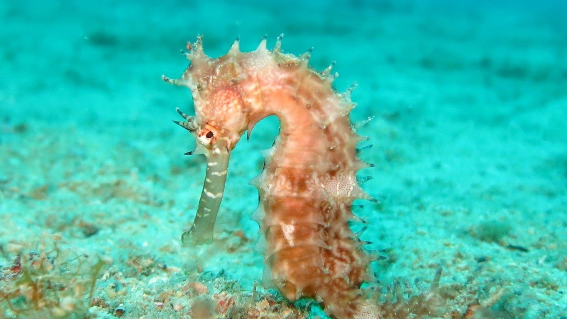 Proposed introduction of seahorses