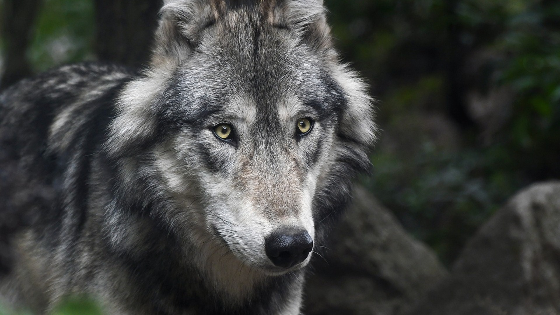 WOLFALPS EU - Coordinated actions at Alpine level to implement coexistence actions between the wolf and human activities