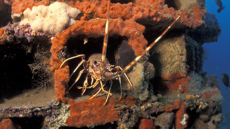 Multiannual monitoring of 3D printed artificial reefs in the Marine Protected Area of the Larvotto 