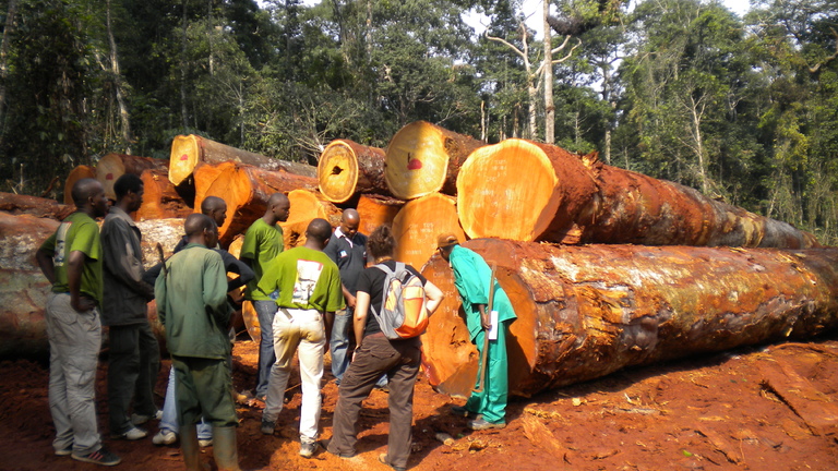 The Social Centre of Excellence for the Congo Basin Forests