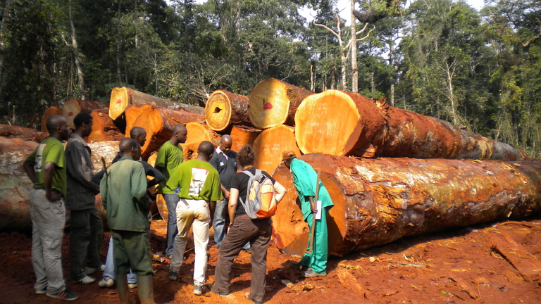 Centre d'Excellence Sociale des Forêts du Bassin du Congo