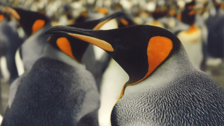 Evaluation of the impact of climate change on king penguins by a biologging system