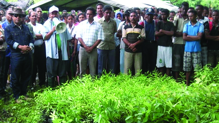 Opération de reboisement d'arbres de Santal au Timor Oriental