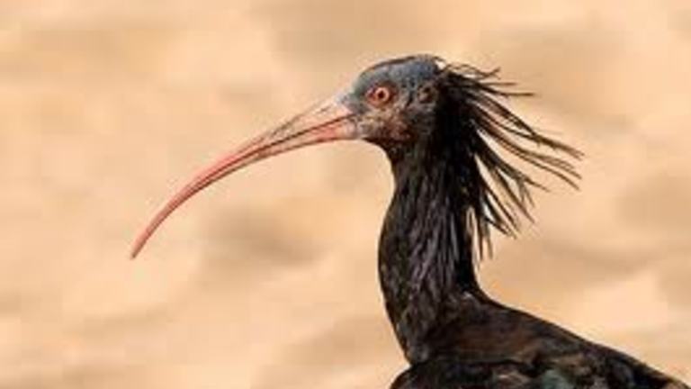 Protection of the Bald Ibis
