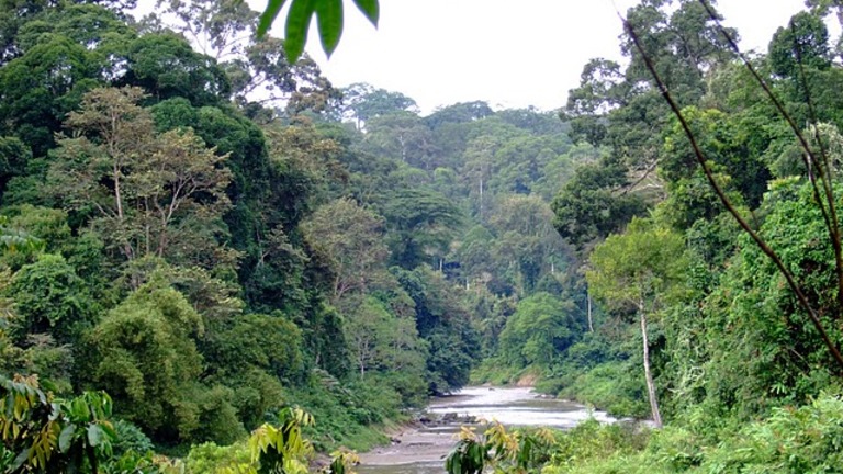 Evaluation des forêts tropicales humides comme éco-utilités mondiales