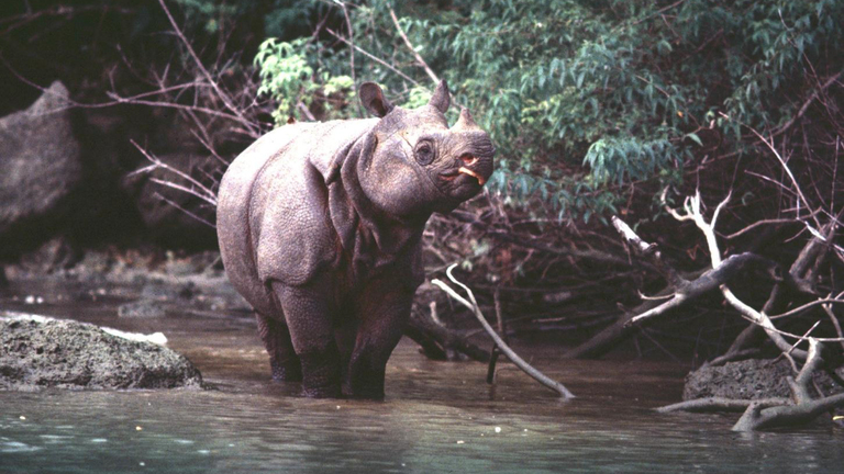Habitat pour les rhinocéros de Java