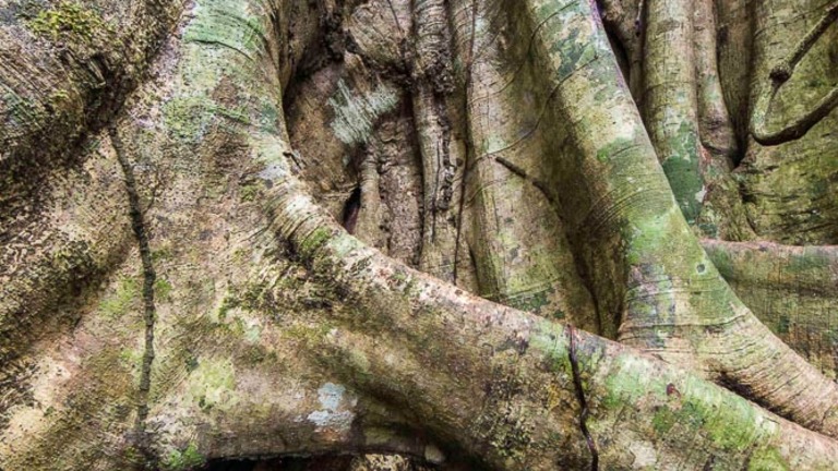 Film : Il était une forêt