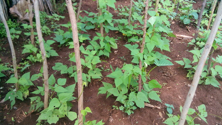 Redynamisation de l'économie agricole et rurale locale dans les secteurs de Rubina et de Cyeza au Rwanda par l'introduction du Biochar