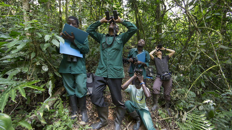 Des chimpanzés et des hommes : Recherche et convention en Ouganda