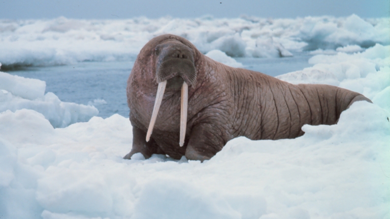 Advancing a Network of Marine protected Areas in the Arctic