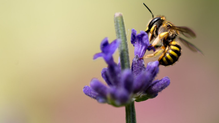 Méthodologie de sélection génétique permettant de répondre aux causes multifactorielles et combinées de la mortalité des abeilles