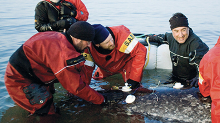 Narwhal Translational Technologies Expedition