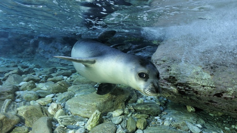 Conservation du phoque moine méditerranéen dans la zone élargie du Parc Marin National d'Alonissos et des Sporades du Nord (PMNANS)