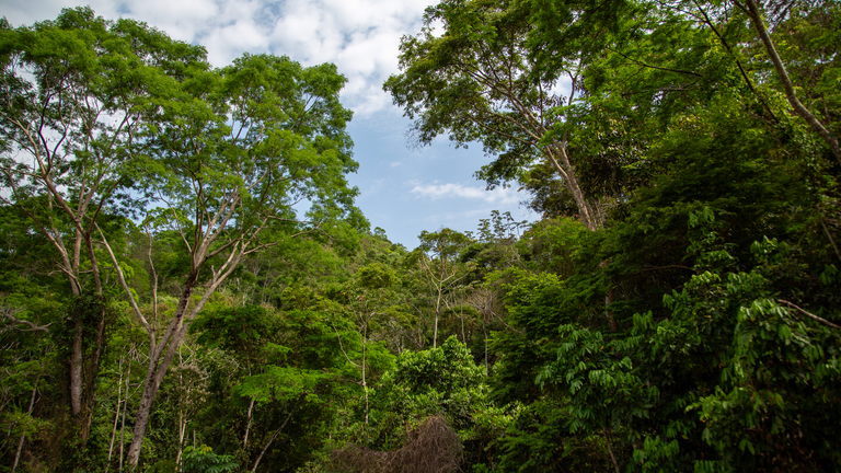 The future of habitat restoration: the Atlantic Forest way - BirdLife  International