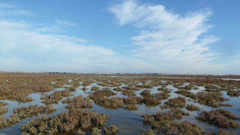 Green light for coastal wetlands in the Mediterranean!