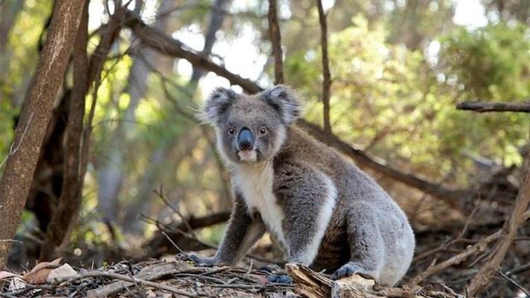 The Golden Children – instaurer une assurance pour les koalas en Australie 