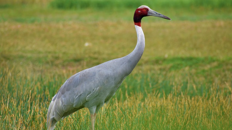 Renforcement de la résilience des zones humides pour la biodiversité et les moyens de subsistance