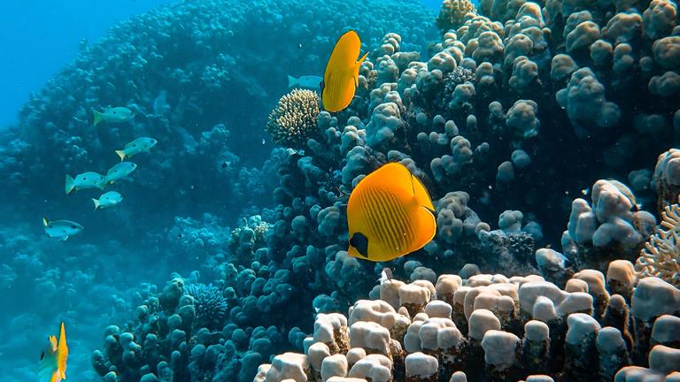 TARA Corail : Les récifs coralliens face aux changements globaux