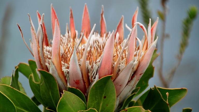 Plantes sous pression