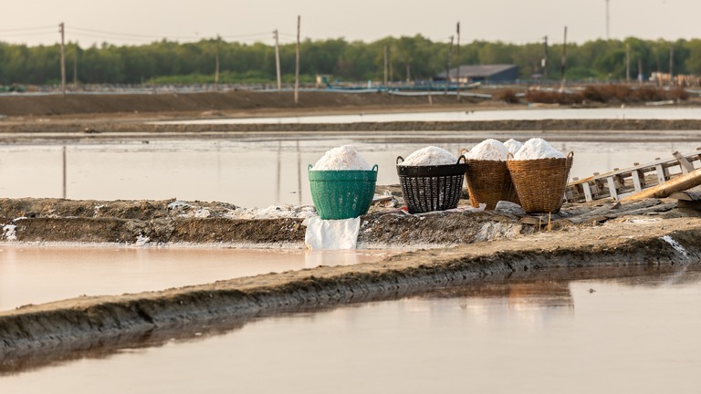 Sustainable Development of Mangrove Agriculture (DEDURAM)