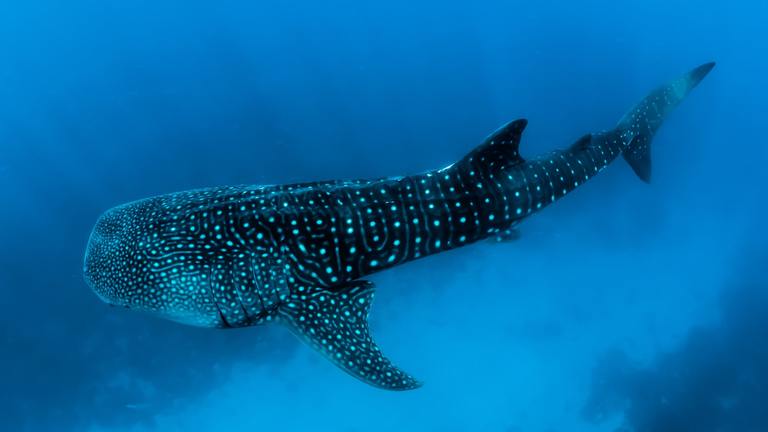 Protection de l’Océan au Mozambique 