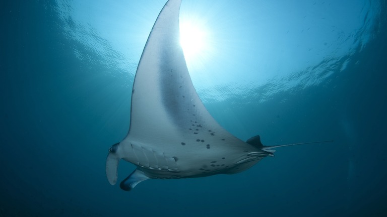 Suivi des grands prédateurs en Méditerranée et Mer Noire 