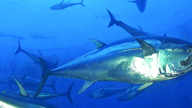 Sustainable management of tuna fisheries in the Solomon Islands