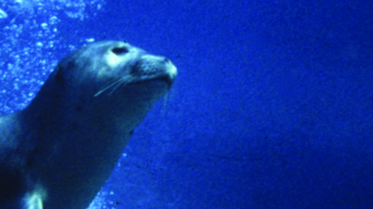 Conservation du phoque moine sur l'îlot de Gyaros