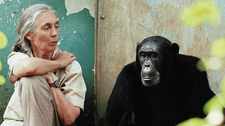 Creating a database for the Jane Goodall Institute