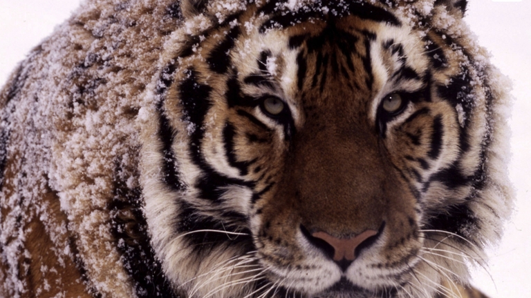 Conservation of the Amur tiger