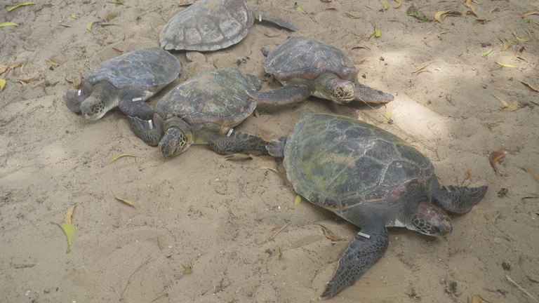 Programme de libération de tortues marines et d'activité génératrice de revenus communautaires (AGRC) pour les villages côtiers.