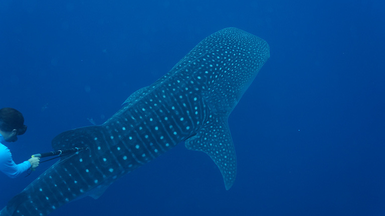 Whale Shark tagging with satellite telemetry in the Santuario de Fauna y Flora Malpelo