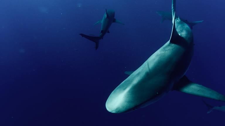 Lutter contre la crise des requins : réduire la demande d'ailerons de requins sur le marché asiatique 