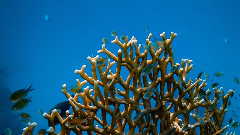 Projet du Smithsonian pour l'observation des récifs en eau profonde