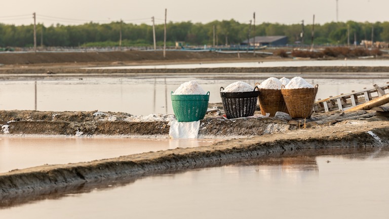 Développement Durable de l'Agriculture de Mangrove (DEDURAM)