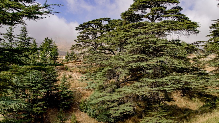 Restor’Med Forests : Conservation des forêts endémiques de Méditerranée